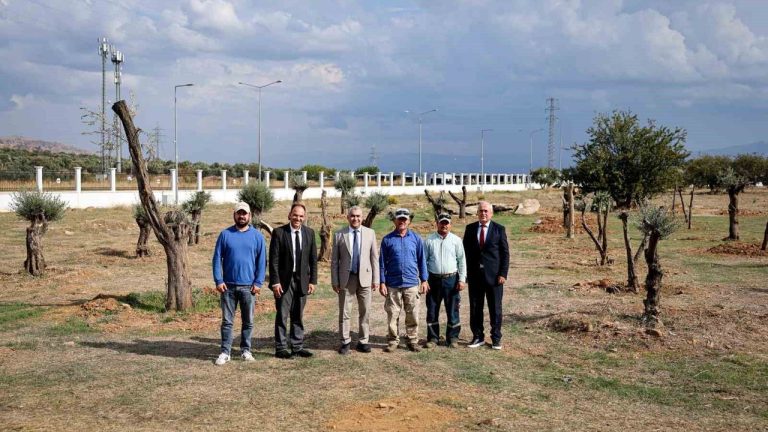 Nysa Antik Kenti’nden taşınan tarihi zeytin ağaçları ADÜ’de yaşatılacak