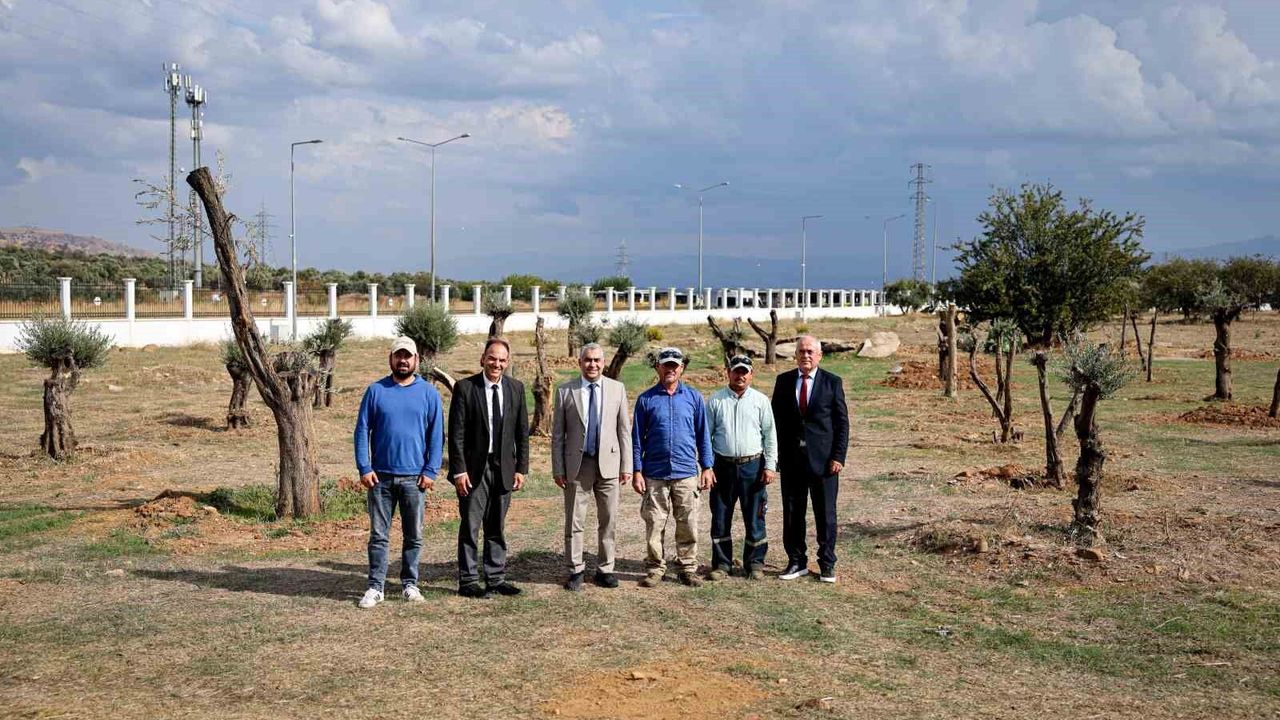 Nysa Antik Kenti’nden taşınan tarihi zeytin ağaçları ADÜ’de yaşatılacak