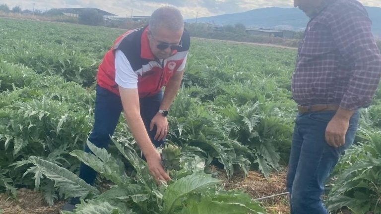 Aydın'ın tescilli lezzetinde hasat heyecanı! İlk ürünler için tarih verildi