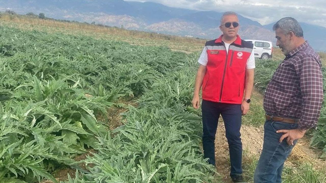 Aydın’da enginar hasadı için geri sayım başladı