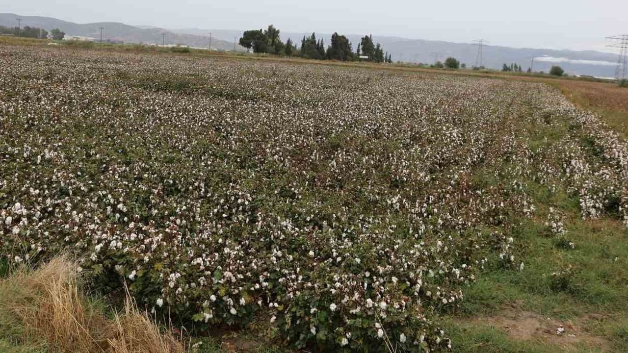 Aydın'da en fazla yağış nereye düştü?