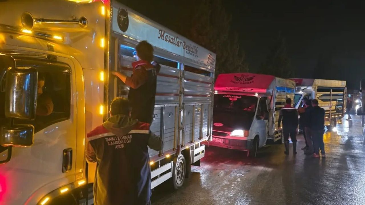 Çine Hayvan Pazarı yeniden açıldı! Girişte sıkı denetim