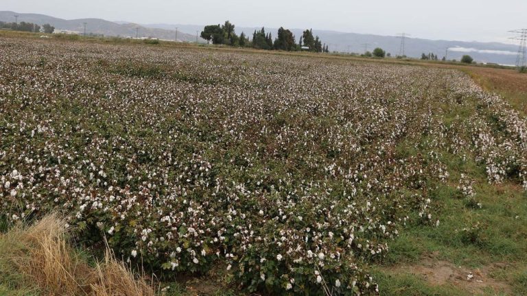 Aydın’da pamuk hasadından kötü haber