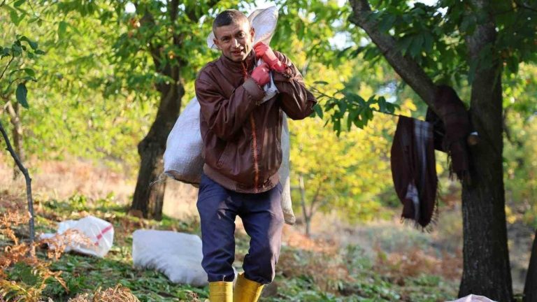 Aydın dağlarında kestane hasadı başladı! Rekolte umut veriyor