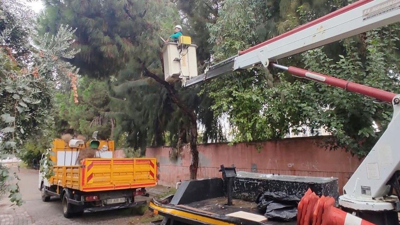 Efeler’de ağaç budama çalışmaları sürüyor