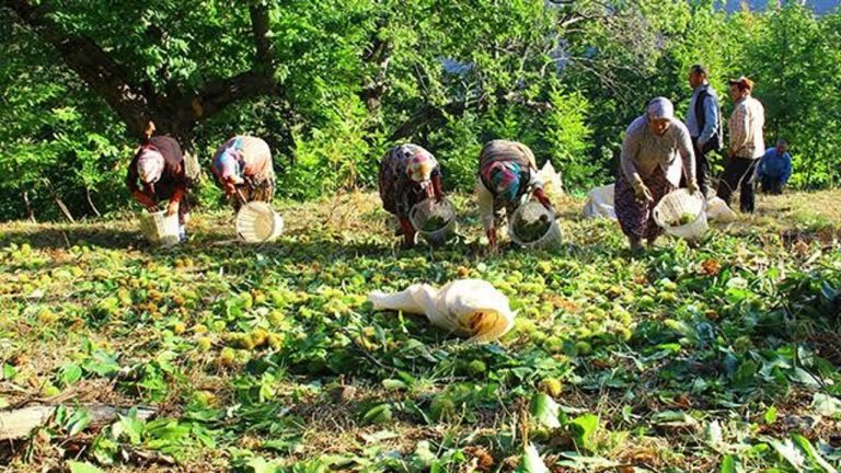 Nazilli’de kestane yevmiyeleri belli oldu