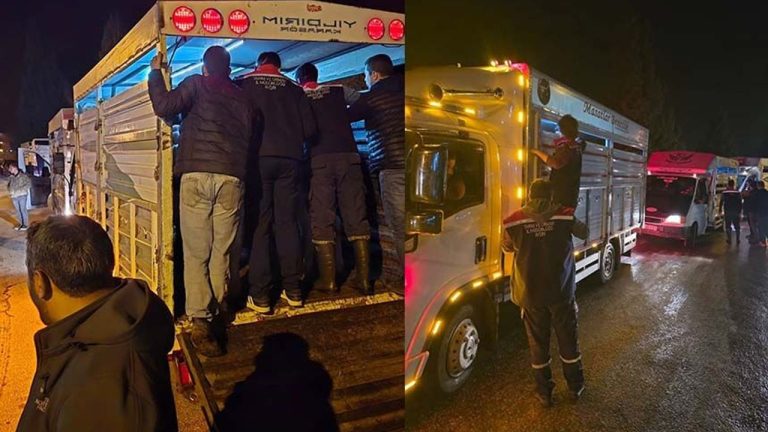 Çine Hayvan Pazarı açıldı
