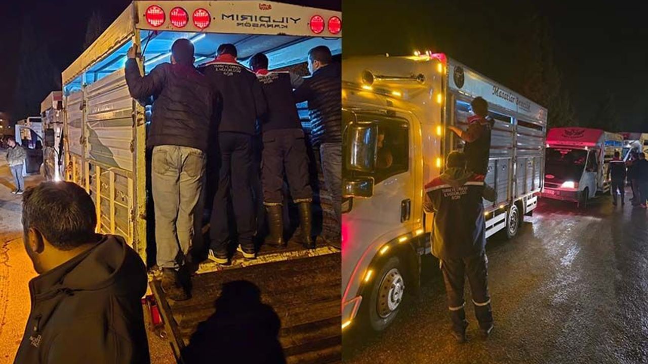 Çine Hayvan Pazarı açıldı