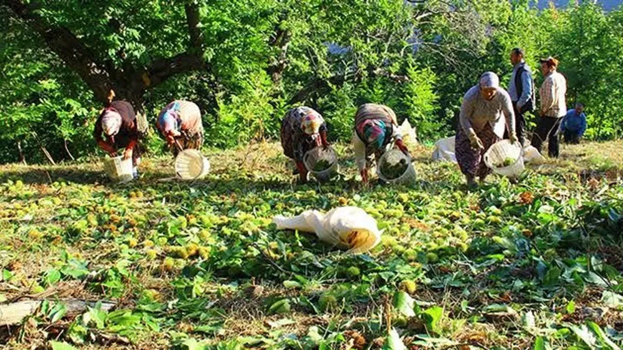 Aydın'da kestane hasadı başlıyor