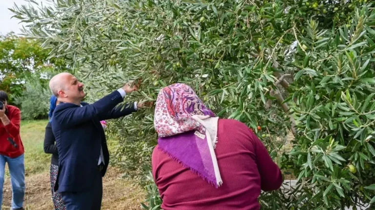 Vali Varol'dan Kadın Çiftçilere Anlamlı Destek: Aydın'da Zeytin Hasadı Başladı!