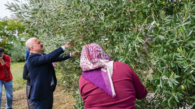 Aydın Valisi Osman Varol kadın çiftçilerle zeytin topladı