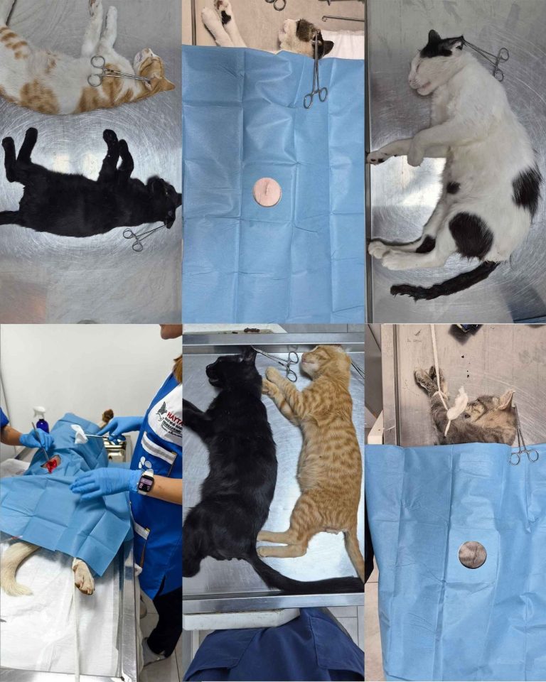 Aydın’daki 87 kedi ve köpek kısırlaştırıldı
