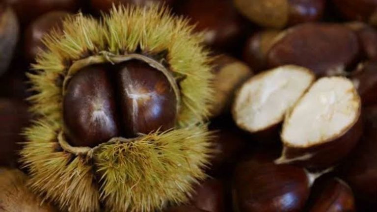 Aydın kestanesi dünya devlerini geride bıraktı!