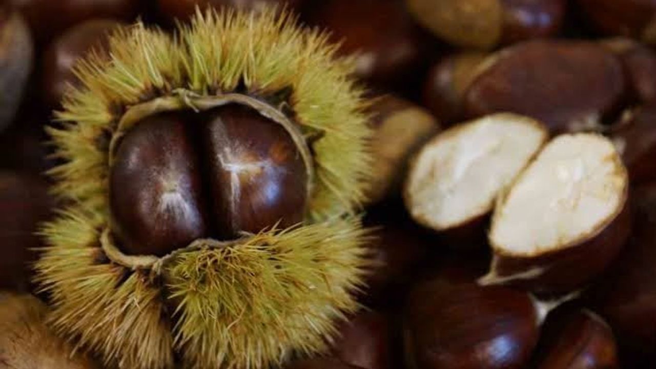 Aydın kestanesi dünya devlerini geride bıraktı!