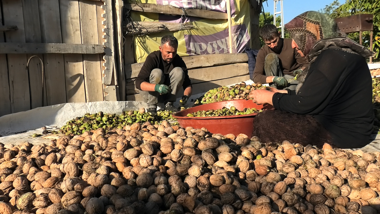 Yozgat’ta ceviz hasadı başladı: Maliyet arttı, fiyat yerinde saydı!