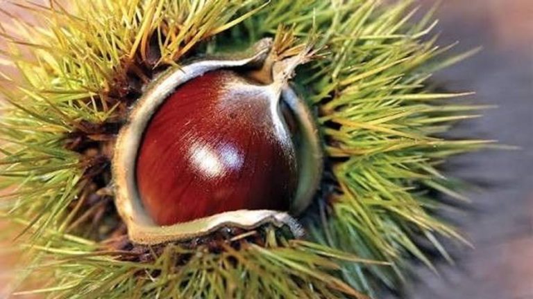 Aydın kestanesi dünya listesinde