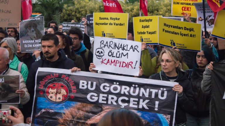 Ege Üniversitesi’nde sokak hayvanlarına destek yürüyüşü