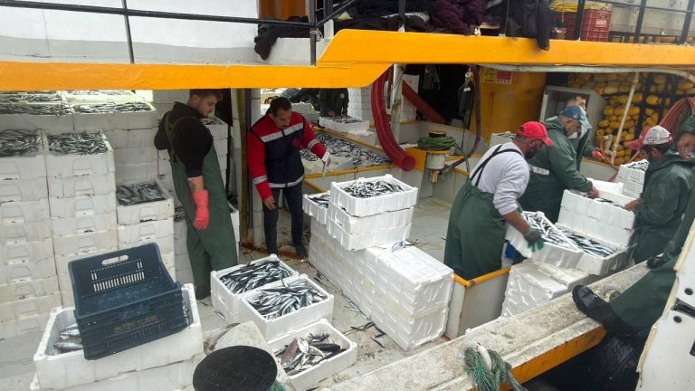 Didim’de hamsi avcılığına kota denetimi sürüyor