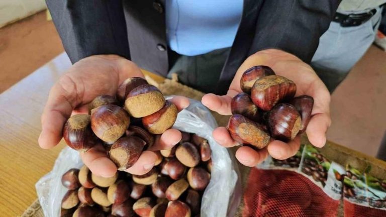 Aydın’da kestane ateş pahası.. Sezonun ilk fiyatı belli oldu