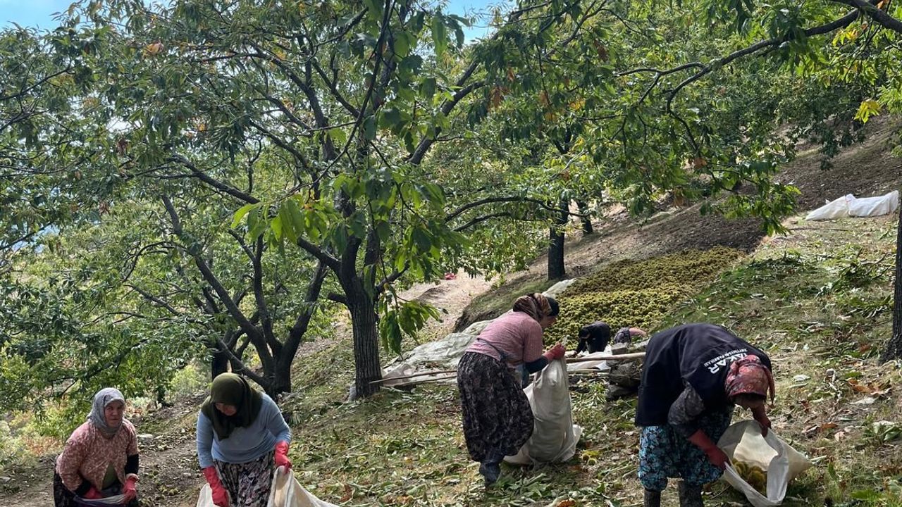 Dikenli ve tehlikeli ama lezzetli! Aydın’da kestane mesaisi