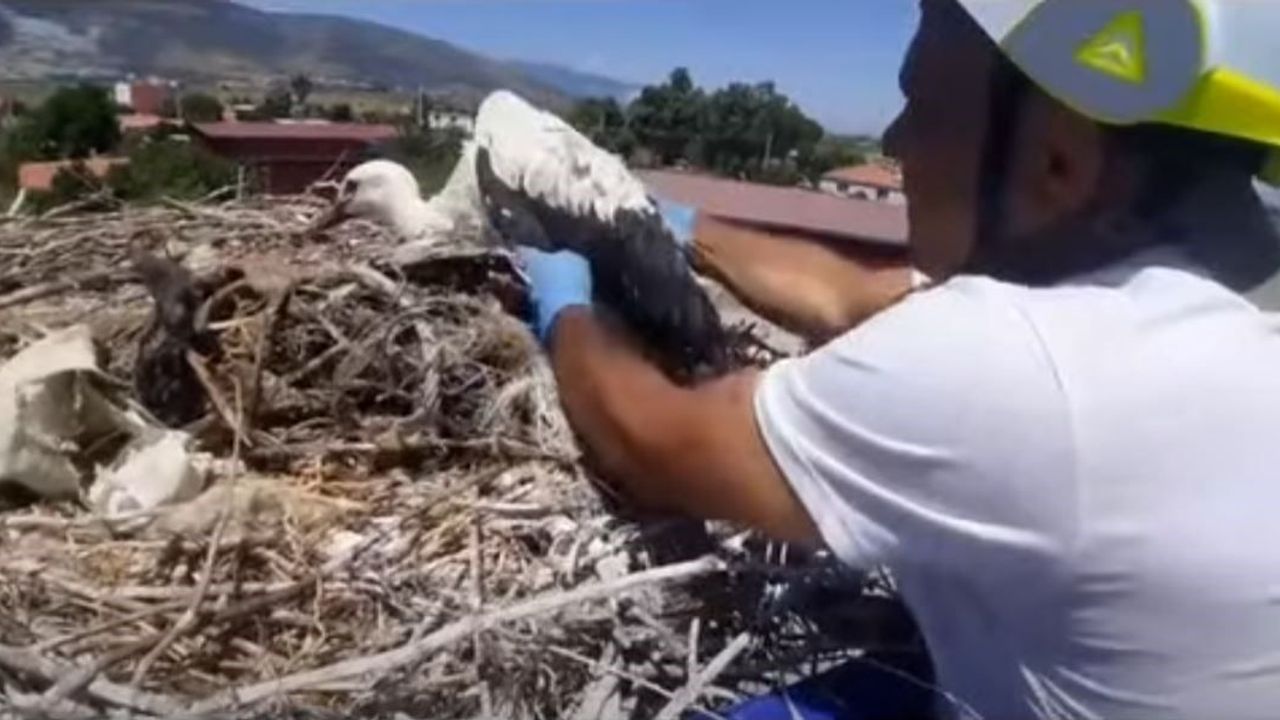 Leylek yuvalarında plastik tehdidi