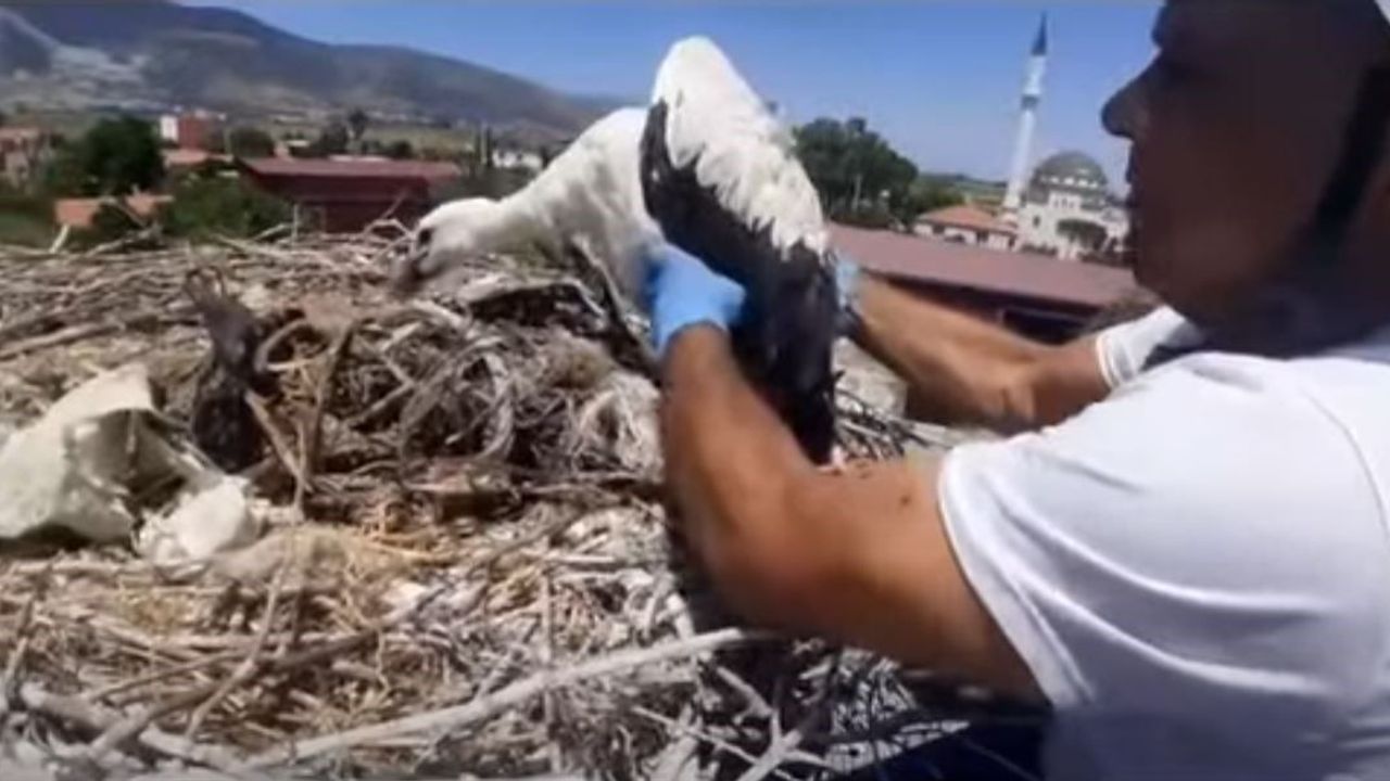 Leylek yuvalarındaki plastik ipler yavruların hayatını tehdit ediyor