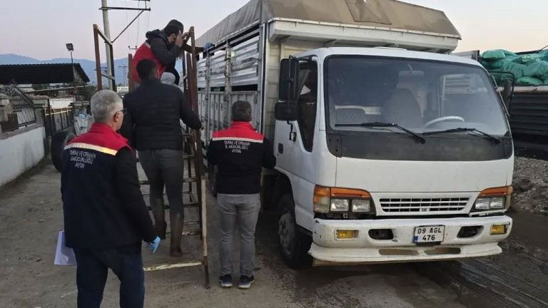 Aydın’da hayvan pazarlarında denetimler sürüyor: Hastalıklara karşı tedbirler üst seviyede