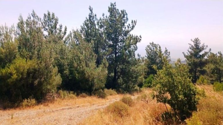 Aydın’da 25 bin ağaç kesilecek projede yeni gelişme