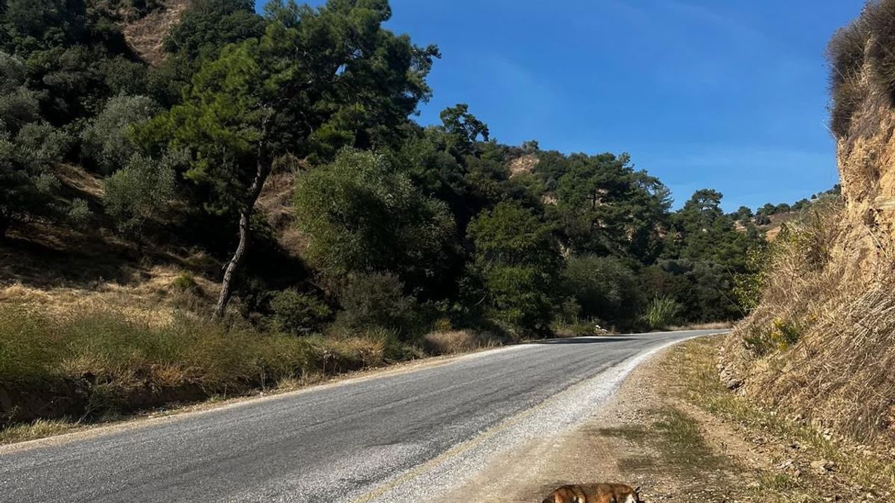 Nazilli’de yol kenarında korkunç manzara: 2 köpek ve 1 tilki ölü bulundu