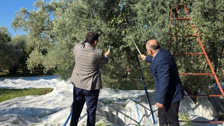 Kuyucak’ta zeytin bahçelerinde hasat mesaisi