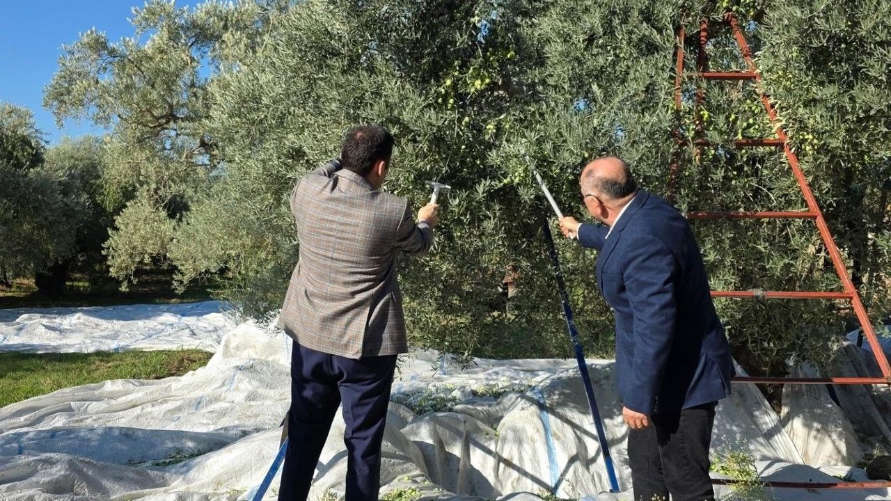 Kuyucak’ta zeytin bahçelerinde hasat mesaisi