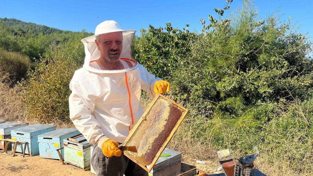 Kuşadası'nda çam balı sezonu resmen başladı
