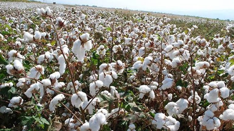 Pamukta korkutan tablo: Türkiye çökerken Brezilya rekor kırdı