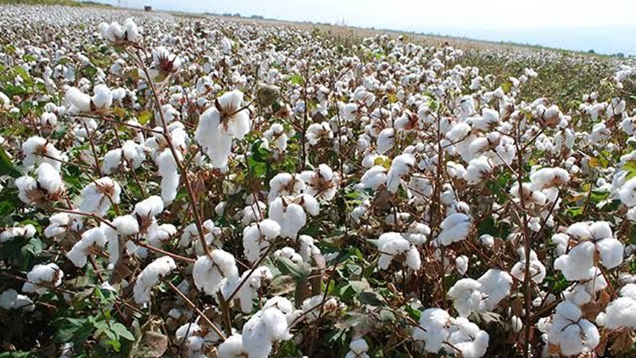 Pamukta korkutan tablo: Türkiye çökerken Brezilya rekor kırdı