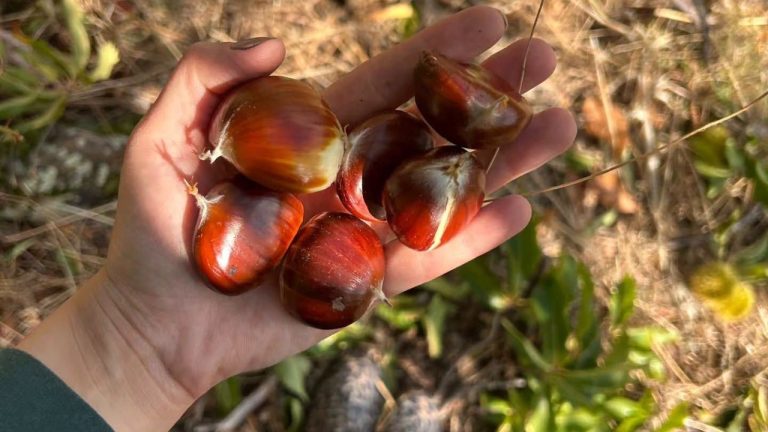 Nazilli'de kestane hasadı başladı:Dağlardan bu sene bereket akıyor