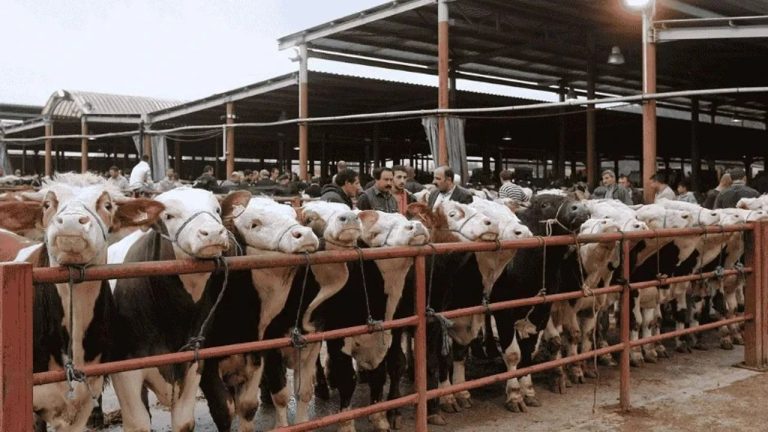 Çine Hayvan Pazarı’nda sıkı denetim