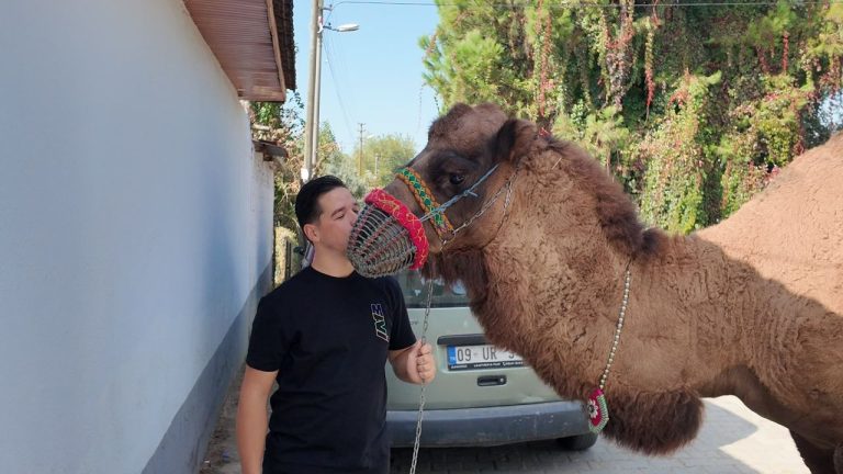Aydın’ın en genç deve yetiştiricisinden önemli çağrı