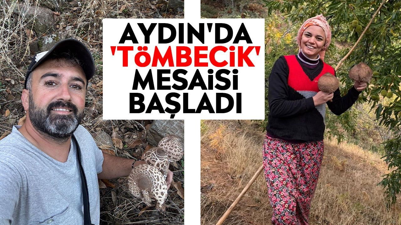 Aydın'da 'Tömbecik' mesaisi başladı