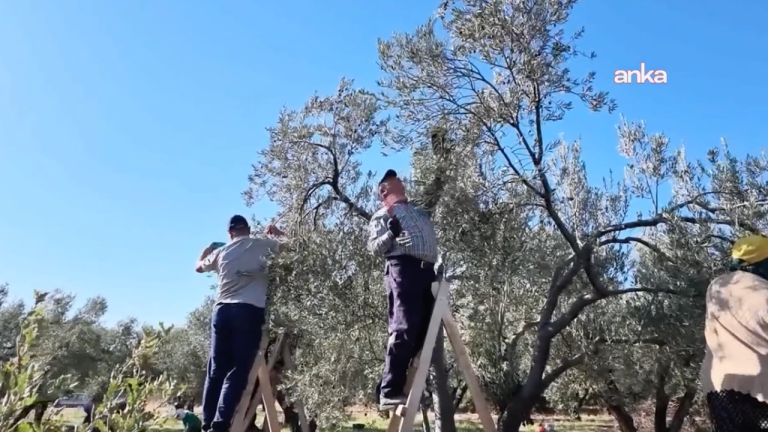 Aydın'da zeytin üreticisinin isyanı: "Çiftçi olarak bittik"