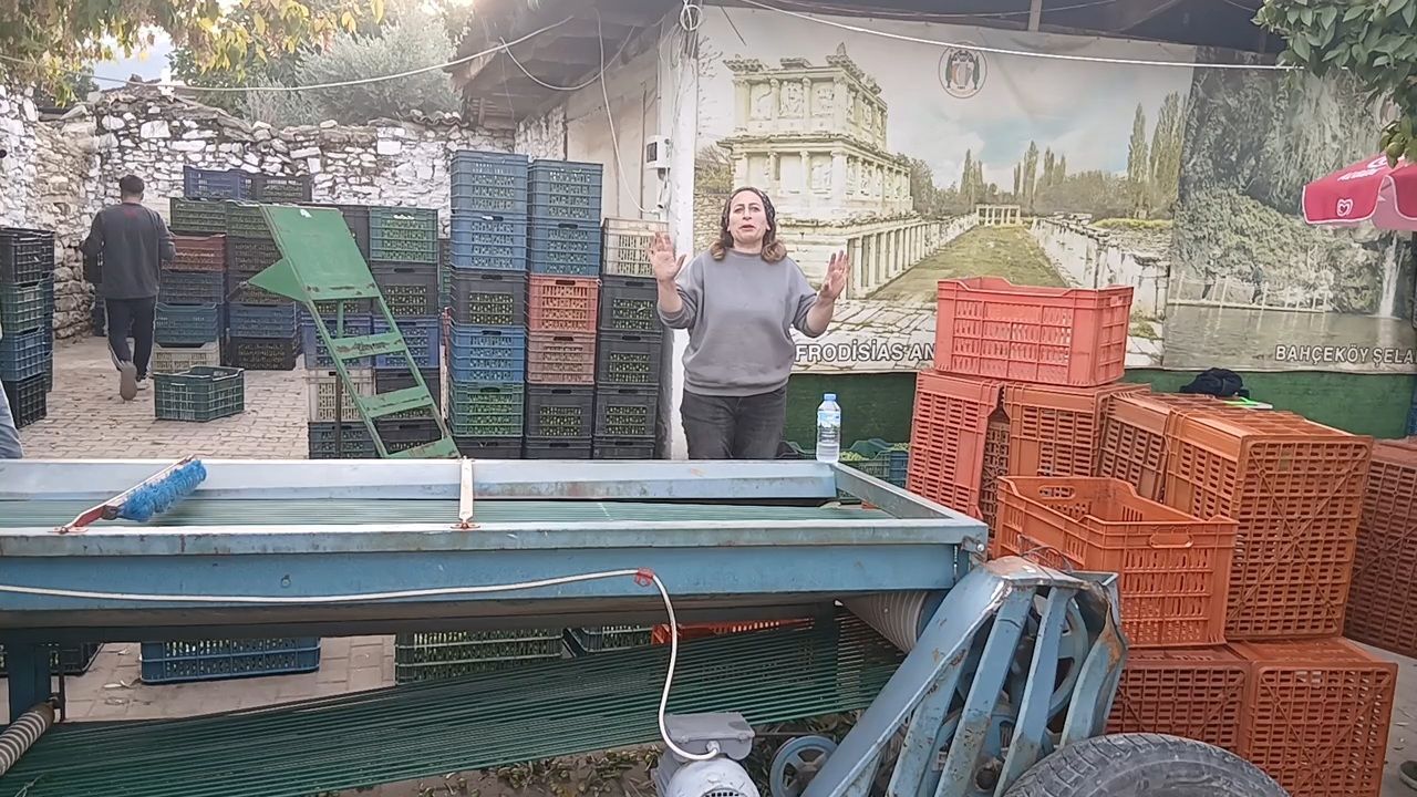 Karacasu'nun ilk ve tek kadın zeytin tüccarı fiyatlara isyan etti